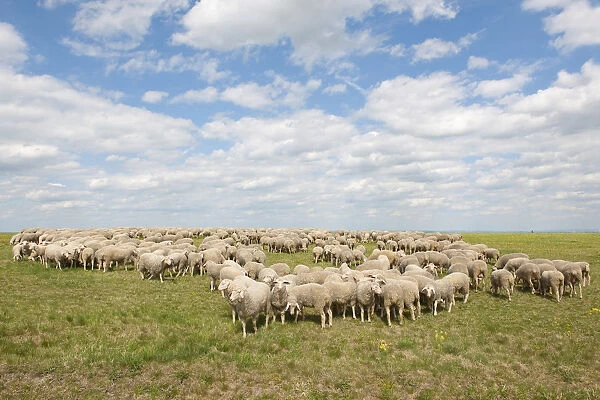 Merino Sheep -Ovis sp. -, herd on a pasture, Craula, Thuringia, Germany