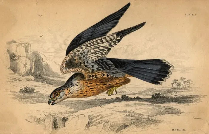 Framed Print : The Merlin