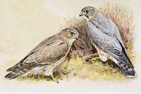 Merlin (Falco columbarius), male and female, sitting side by side