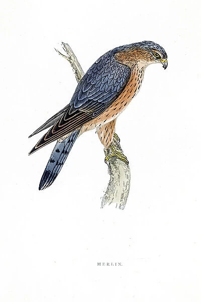 Merlin falcon bird 19 century illustration