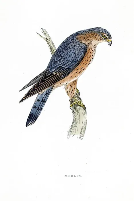 Framed Print : Merlin falcon bird 19 century illustration Framed Print : Merlin falcon bird 19 century illustration