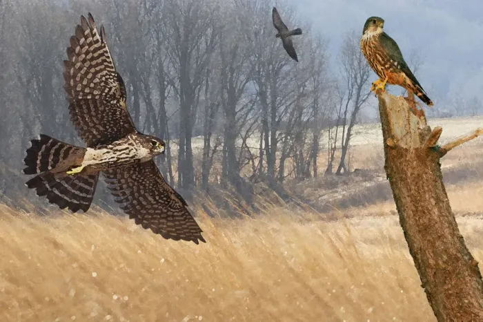 Framed Print : Merlin falcons hunting during autumn migration Framed Print : Merlin falcons hunting during autumn migration