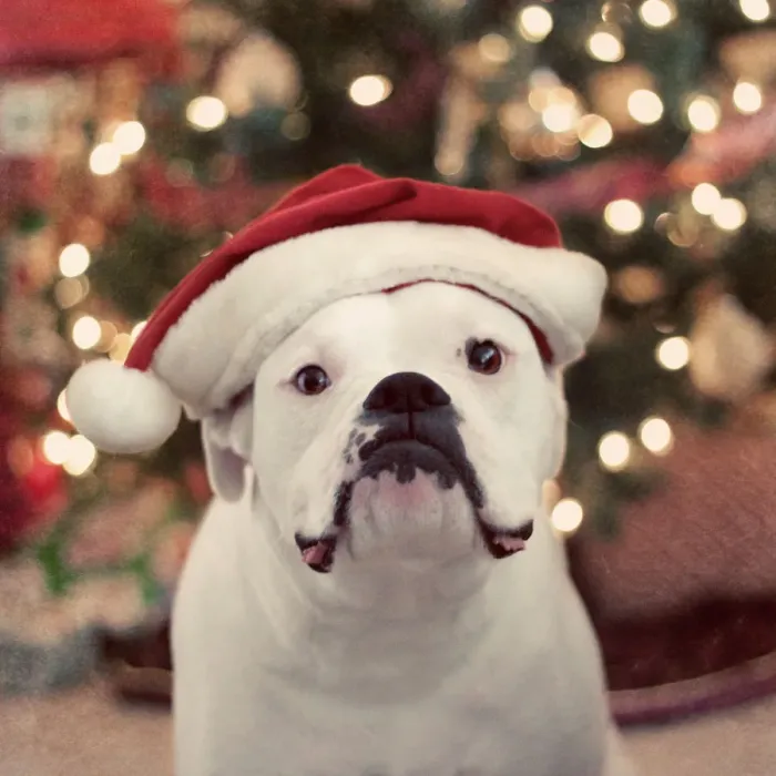 Framed Print : Merry Christmas Framed Print : Merry Christmas