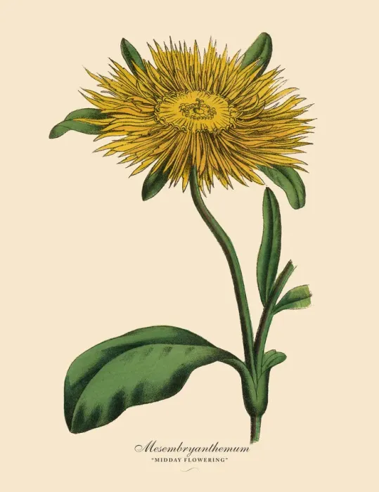 Framed Print : Mesembryanthemum Plant, Victorian Botanical Illustration