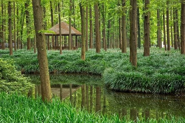 Metasequoia Forest On Shores Of West Lake, Hangzhou