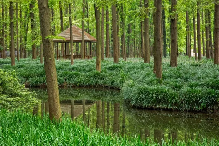 Framed Print : Metasequoia Forest On Shores Of West Lake, Hangzhou Framed Print : Metasequoia Forest On Shores Of West Lake, Hangzhou
