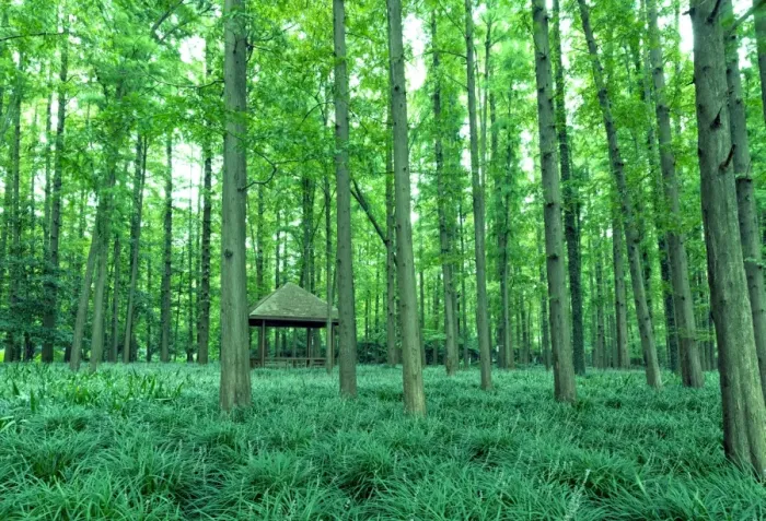 Framed Print : Metasequoia Forest On Shores Of West Lake, Hangzhou Framed Print : Metasequoia Forest On Shores Of West Lake, Hangzhou