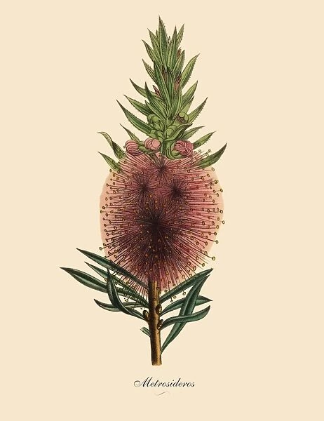 Metrosideros Plant, Victorian Botanical Illustration