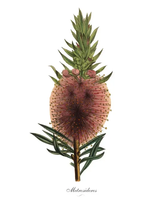 Framed Print : Metrosideros Plant, Victorian Botanical Illustration Framed Print : Metrosideros Plant, Victorian Botanical Illustration