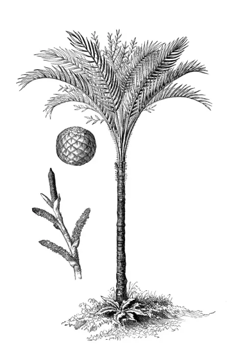 Framed Print : Metroxylon sagu (true sago palm) Framed Print : Metroxylon sagu (true sago palm)
