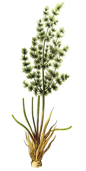 Framed Print : Meum athamanticum (Baldmoney, Spignel) Framed Print : Meum athamanticum (Baldmoney, Spignel)