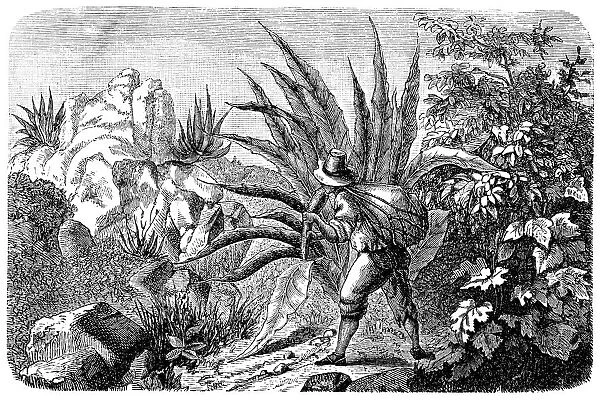Mexican Agave Harvester for Tequila
