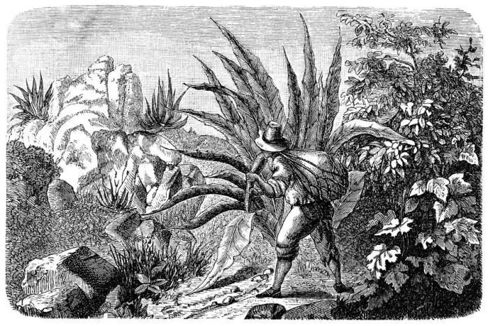 Framed Print : Mexican Agave Harvester for Tequila Framed Print : Mexican Agave Harvester for Tequila