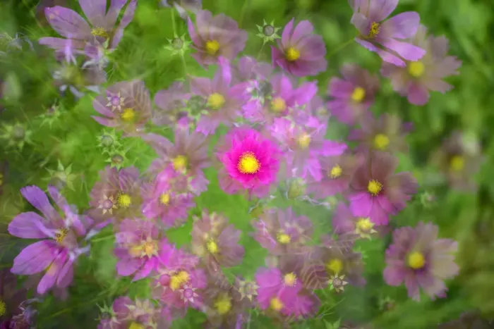 Framed Print : Mexican Aster -Cosmos bipinnatus-, Stuttgart, Baden-Wuerttemberg, Germany, Europe