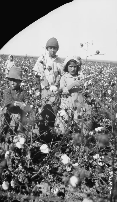 Framed Print : Mexican Field Laborers in Cotton Field Framed Print : Mexican Field Laborers in Cotton Field