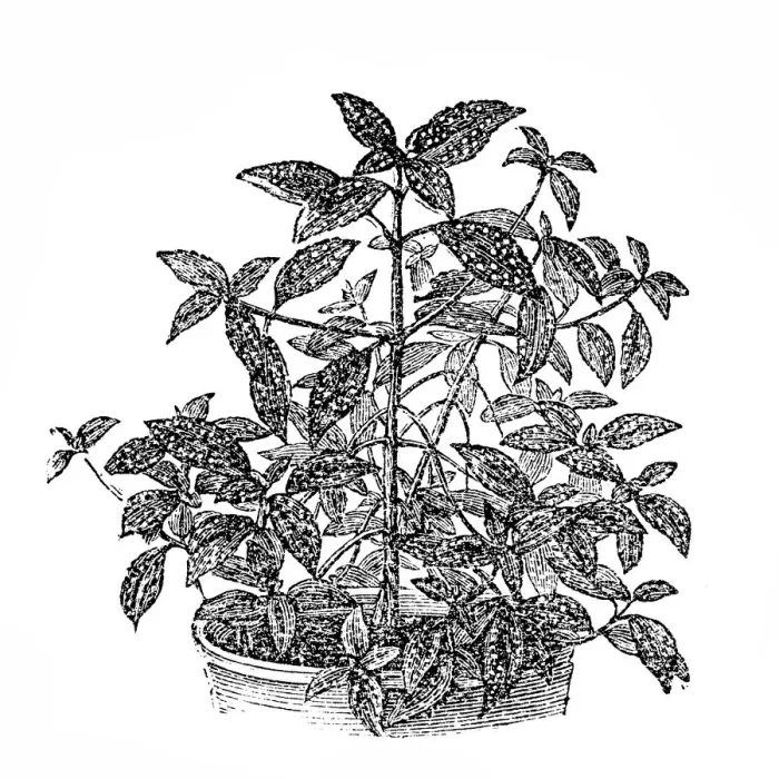 Framed Print : Mexican Speckled Wandering Jew (Tinantia pringlei) Framed Print : Mexican Speckled Wandering Jew (Tinantia pringlei)
