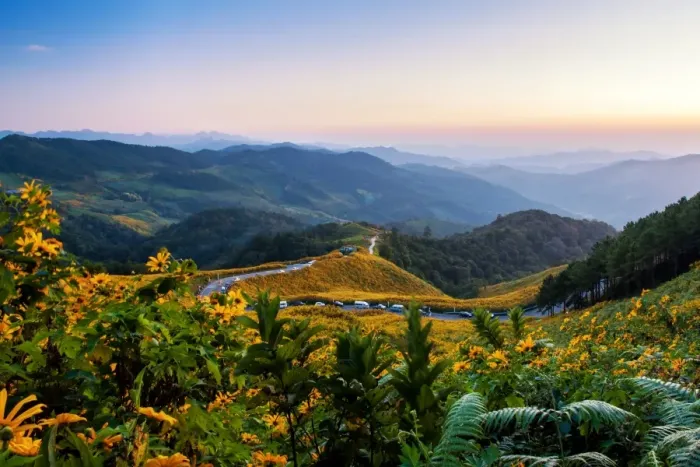 Framed Print : Mexican sunflower field at Doi Mae U-Kho Framed Print : Mexican sunflower field at Doi Mae U-Kho