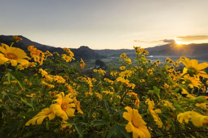 Framed Print : Mexican sunflower field at Phu Langka