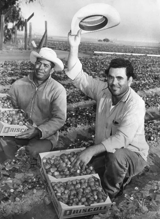 Framed Print : Mexicans Working in Strawberry Field Framed Print : Mexicans Working in Strawberry Field