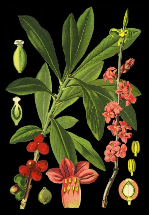 Framed Print : mezereum, mezereon, February daphne, spurge, spurge laurel, spurge olive Framed Print : mezereum, mezereon, February daphne, spurge, spurge laurel, spurge olive