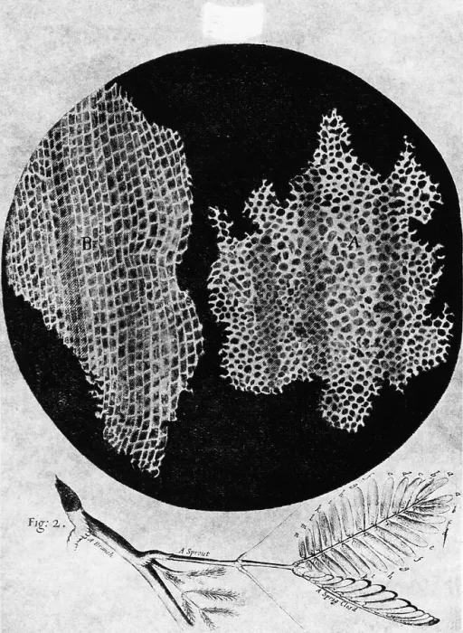 Framed Print : Microscopic View of Plant Cells Framed Print : Microscopic View of Plant Cells