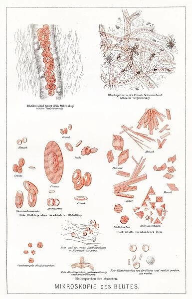 Microscopy of the blood anatomy engraving 1857