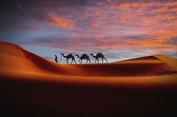 Middle Eastern man walking camels in desert at sunset