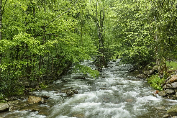 Middle Prong in spring, Great Smoky Mountains National Park, Tennessee, USA