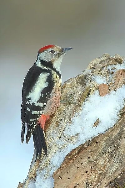 Middle Spotted Woodpecker (Dendrocopus medius), in winter on a tree stump, Siegerland, North Rhine-Westphalia, Germany