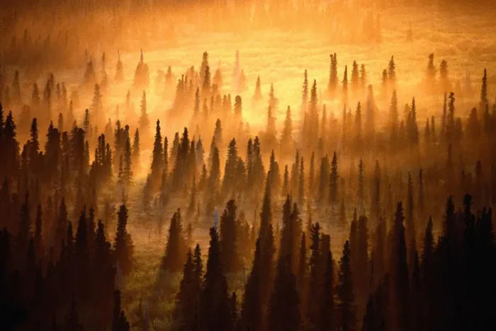 Framed Print : Midnight sun setting over misty spruce forest, Alaska, USA Framed Print : Midnight sun setting over misty spruce forest, Alaska, USA