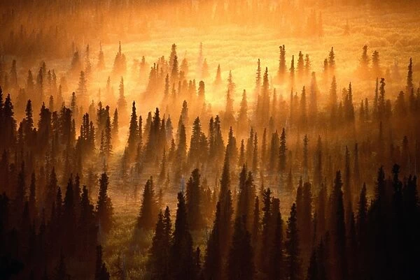Midnight sun setting over misty spruce forest, Alaska, USA
