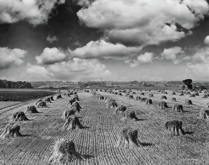 Framed Print : Midwestern Wheat Field at Harvest Time Framed Print : Midwestern Wheat Field at Harvest Time