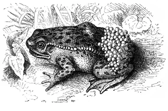 Framed Print : Midwife toad (Alytes obstetricans) Framed Print : Midwife toad (Alytes obstetricans)