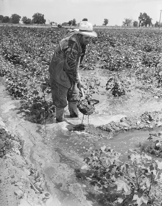 Framed Print : Migrant Farmer Irrigates Muddy Field Framed Print : Migrant Farmer Irrigates Muddy Field