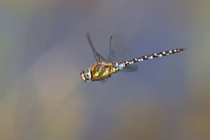 Framed Print : Migrant Hawker -Aeshna mixta- in flight, North Hesse, Hesse, Germany Framed Print : Migrant Hawker -Aeshna mixta- in flight, North Hesse, Hesse, Germany