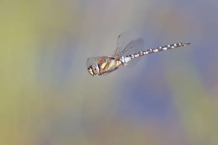 Framed Print : Migrant Hawker -Aeshna mixta- in flight, North Hesse, Hesse, Germany Framed Print : Migrant Hawker -Aeshna mixta- in flight, North Hesse, Hesse, Germany