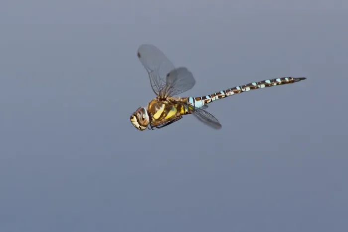 Framed Print : Migrant Hawker -Aeshna mixta- in flight, North Hesse, Hesse, Germany