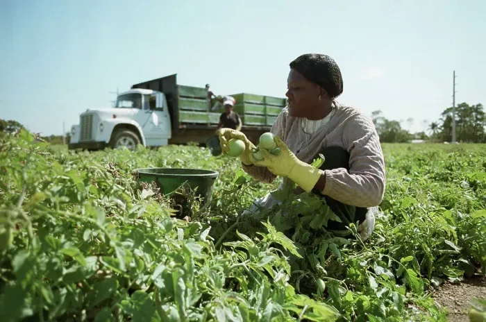 Framed Print : Migrant Worker Picking Tomatoes Framed Print : Migrant Worker Picking Tomatoes