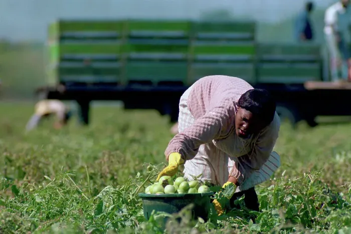 Framed Print : Migrant Worker Picking Tomatoes from Field Framed Print : Migrant Worker Picking Tomatoes from Field