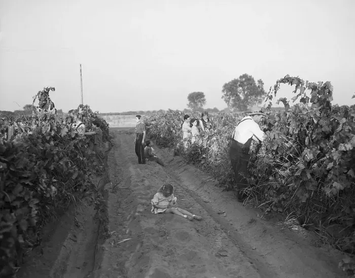 Framed Print : Migrant Workers Harvesting Grapes