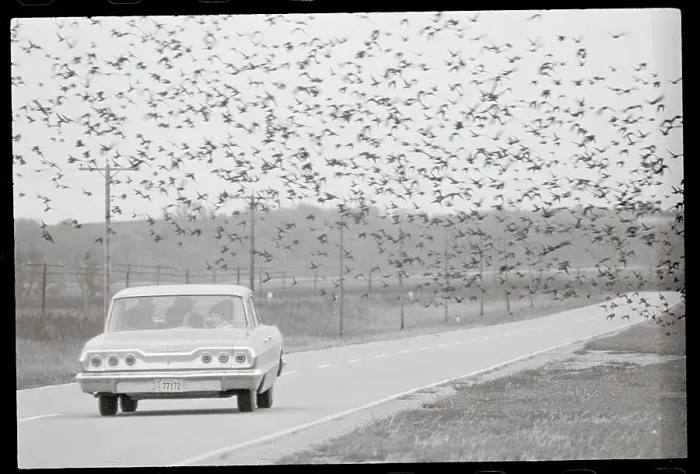 Framed Print : Migrating Birds Descending on Road Framed Print : Migrating Birds Descending on Road