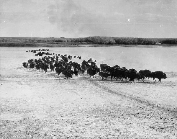 Migrating Herd