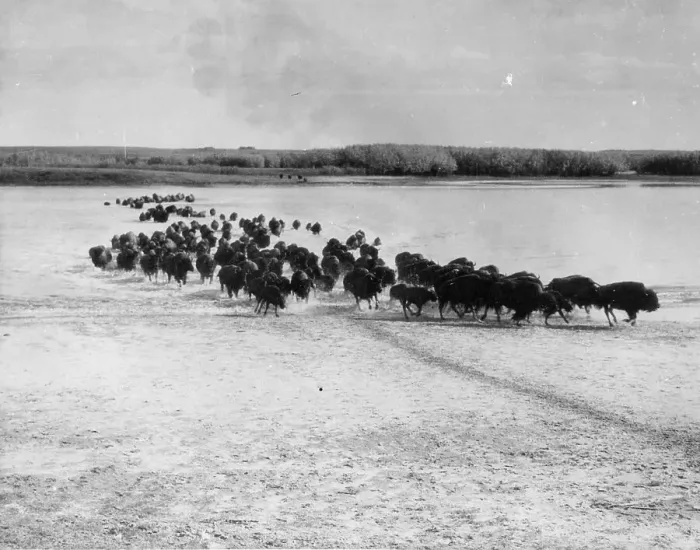 Framed Print : Migrating Herd Framed Print : Migrating Herd