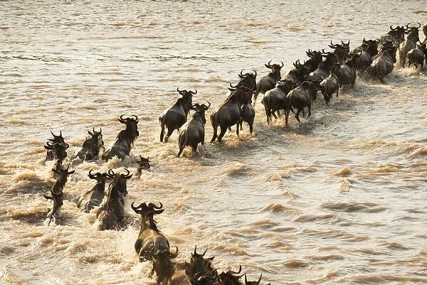 Migrating Wildebeest (Connochaetes taurinus) cross the flooded Mara River in Serengeti National Park
