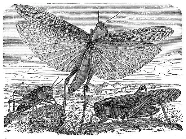 Migratory Locust (Locusta migratoria)