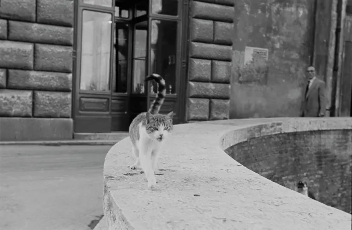 Framed Print : Milanese Cat Framed Print : Milanese Cat