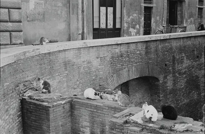 Framed Print : Milanese Cats Framed Print : Milanese Cats