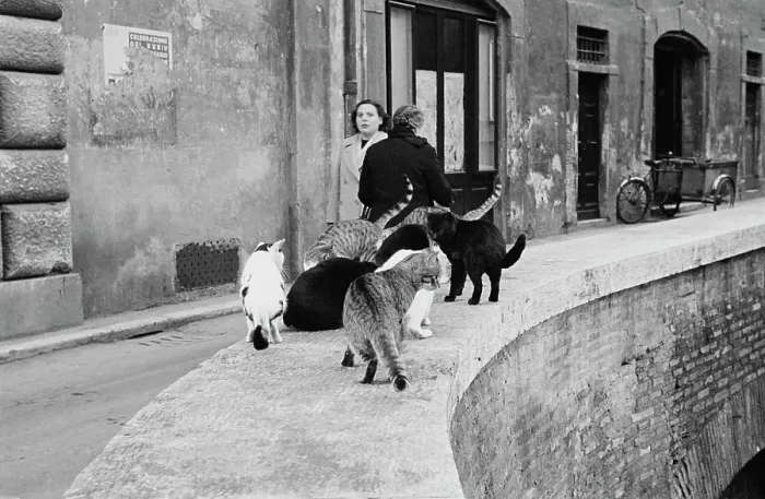 Framed Print : Milanese Cats Framed Print : Milanese Cats