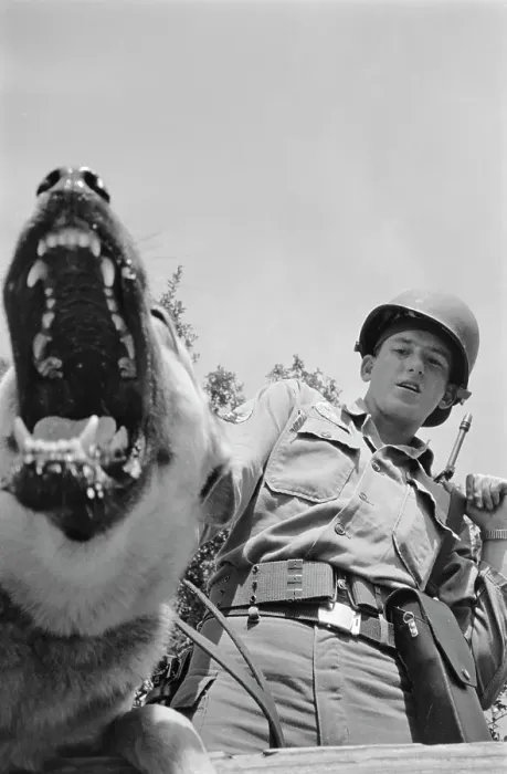Framed Print : US Military German Shepherd Sentry Training Framed Print : US Military German Shepherd Sentry Training