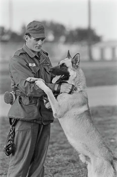 Framed Print : US Military German Shepherd Sentry Training Framed Print : US Military German Shepherd Sentry Training